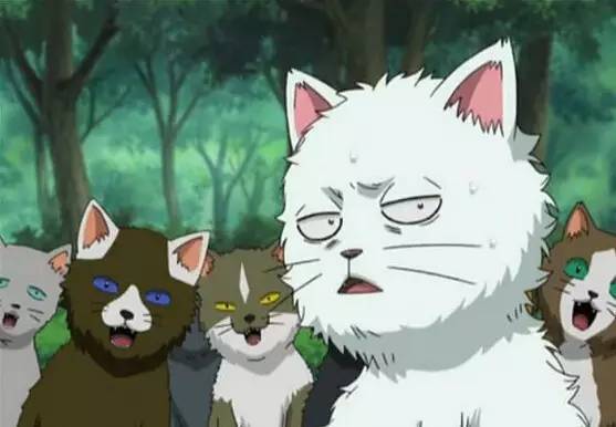 盤點二次元名寵,貓的地位不容動搖